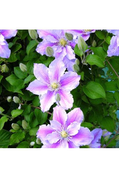 Унікальність сорта Клематиса Піллу